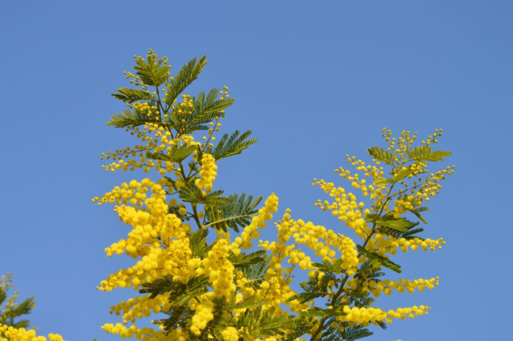 mimosa festa della donna