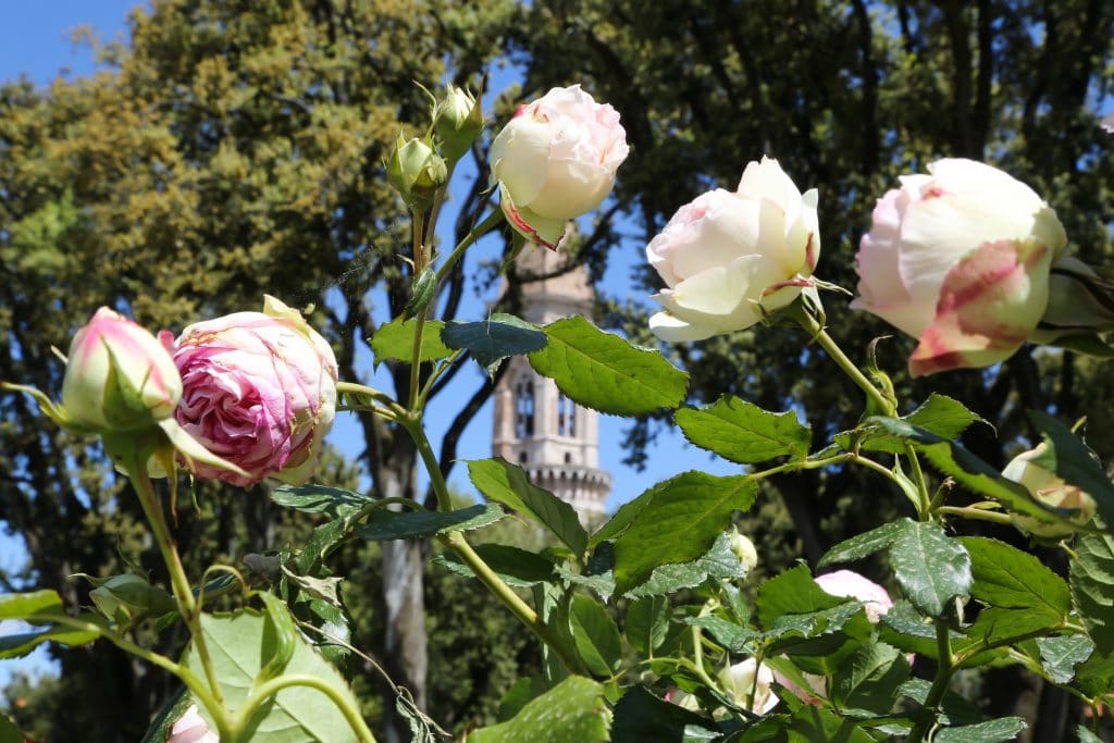 Perugia Flower Show