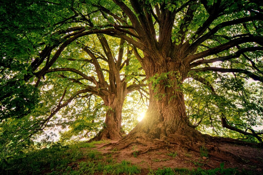 Giornata dell'albero