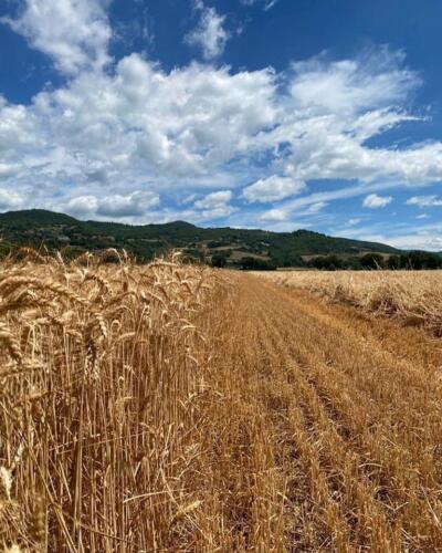 2 panorama grano