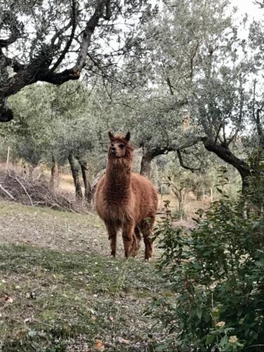 Alpaca