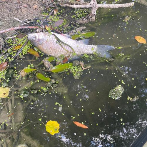 La situazione del tevere a Todi 2