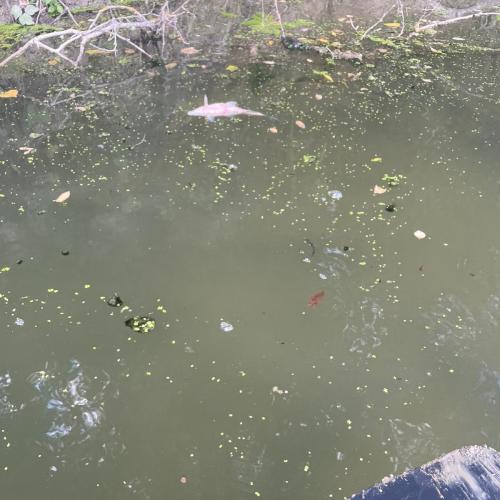 La situazione del tevere a Todi